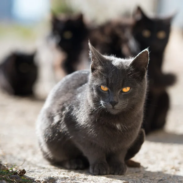 Grupo de gatos oscuros — Foto de Stock