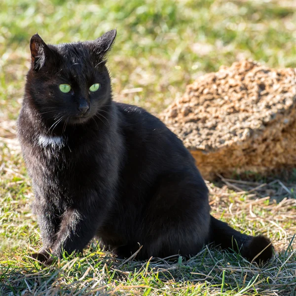 Musta kissa vihreät silmät — kuvapankkivalokuva