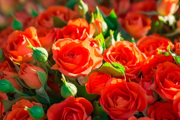 Φρέσκα κόκκινα τριαντάφυλλα, με πράσινα φύλλα — Φωτογραφία Αρχείου