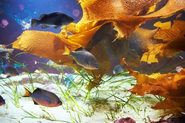 Peces tropicales cerca del arrecife de coral —  Fotos de Stock