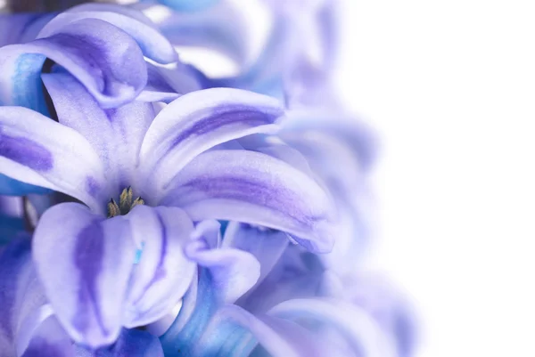 Vackra blå blommor — Stockfoto