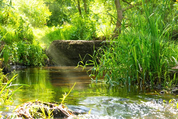 Stream in het regenwoud — Stockfoto