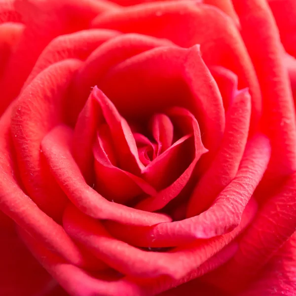 Rode rose-romantische bloem — Stockfoto