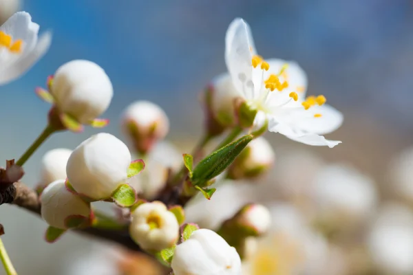 Tavasszal virágzó fehér tavaszi virágok — Stock Fotó