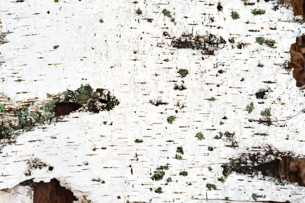 Beyaz huş ağacı kabuğu dokusu — Stok fotoğraf