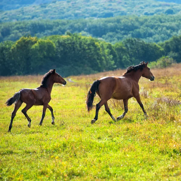 Correr caballos de bahía oscura — Foto de Stock