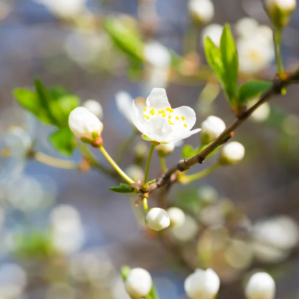 Frühling blühende weiße Frühlingsblumen — Stockfoto