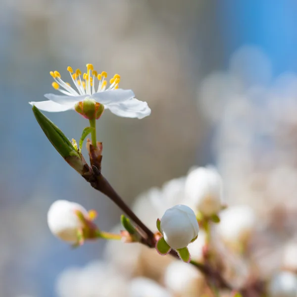Primavera fioritura fiori bianchi primaverili — Foto Stock