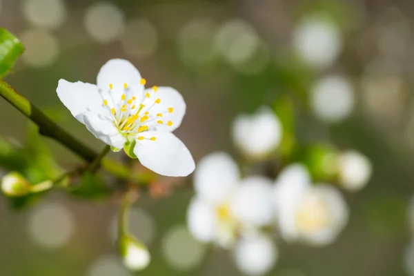 Bahar çiçek açması beyaz bahar çiçekleri — Stok fotoğraf