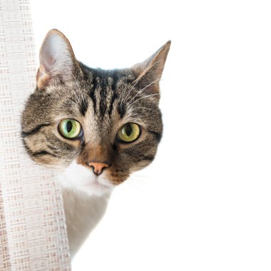 küçük gri çizgili kedi