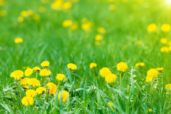Żółte mniszki lekarskie na zielonym polu — Zdjęcie stockowe