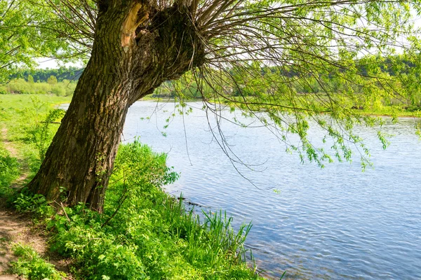 Большое старое дерево на берегу реки — стоковое фото