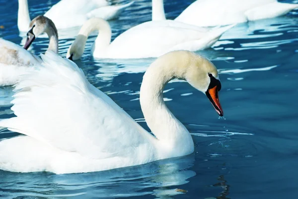 Белые лебеди у озера — стоковое фото