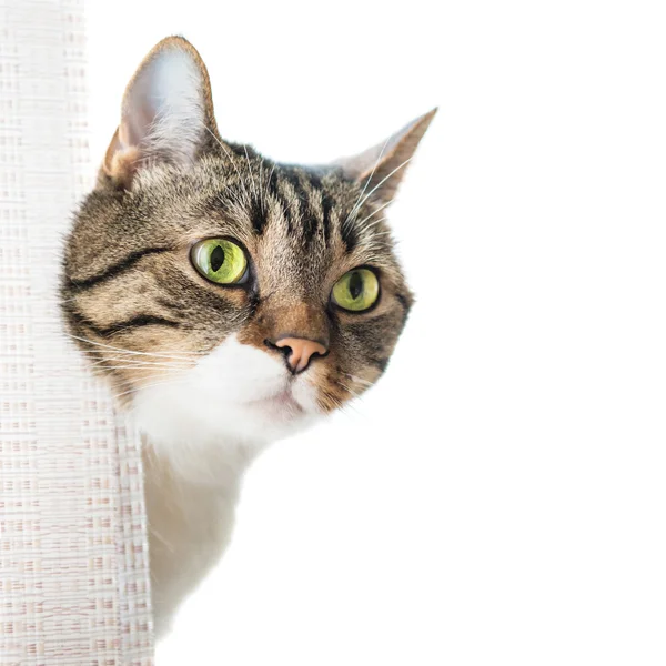 Piccolo gatto a strisce grigie — Foto Stock