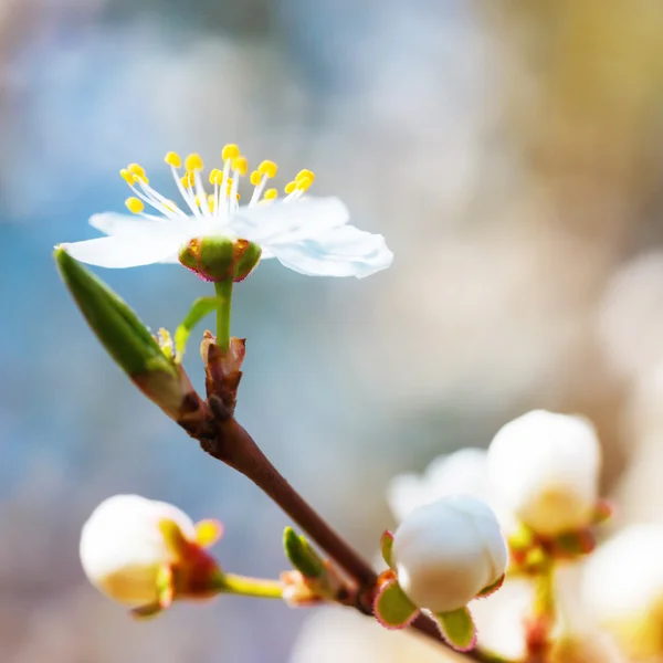 春の開花白い春の花 — ストック写真