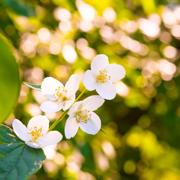 Flores brancas de jasmim — Fotografia de Stock