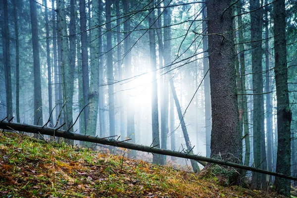 Mysterieuze mist in groen bos — Stockfoto