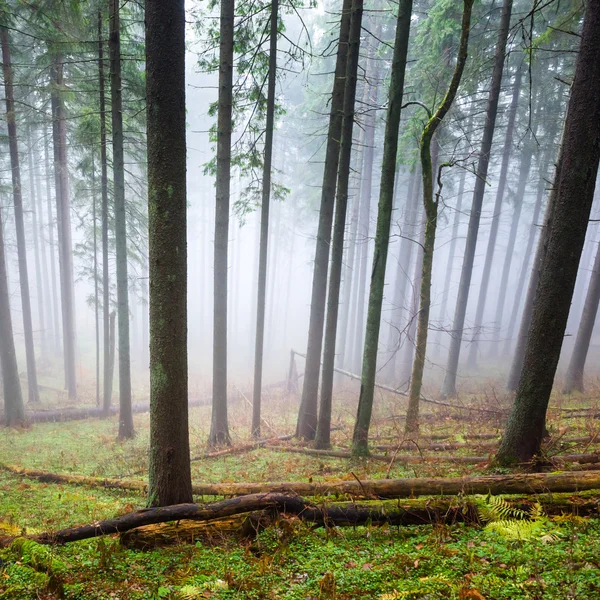 Mysterious fog in green forest — Stock Photo, Image