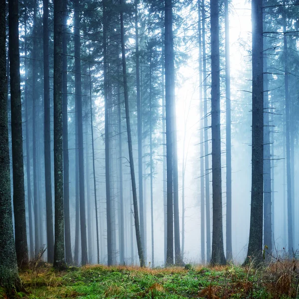 Geheimnisvoller Nebel im grünen Wald — Stockfoto