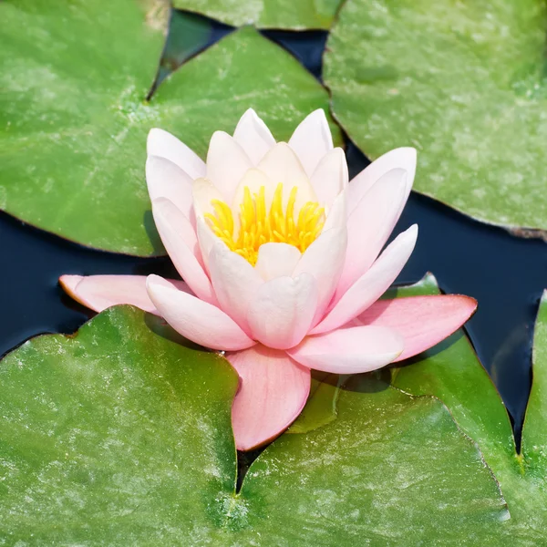 Lírio de água rosa bonita — Fotografia de Stock