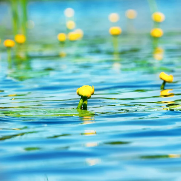 Nénuphar sur étang — Photo