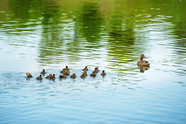 Eend familie met kleine eendjes — Stockfoto