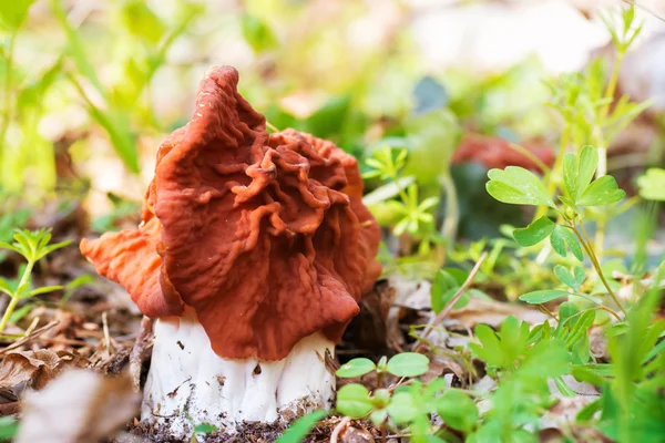 Paddestoelen (Gyromitra esculenta) in bos — Stockfoto