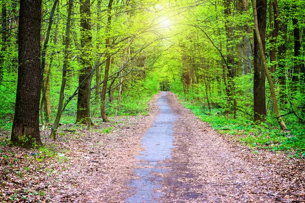 Path in beautiful green park — Stock Photo, Image