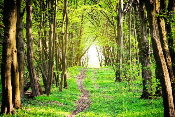 Pad in prachtig groen park — Stockfoto