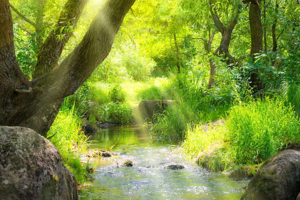 Stream in tropical forest — Stock Photo, Image