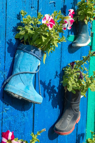 Oude rubber laarzen met bloeiende bloemen — Stockfoto