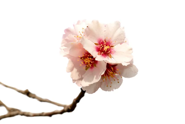 Миндальное дерево розовые цветы — стоковое фото
