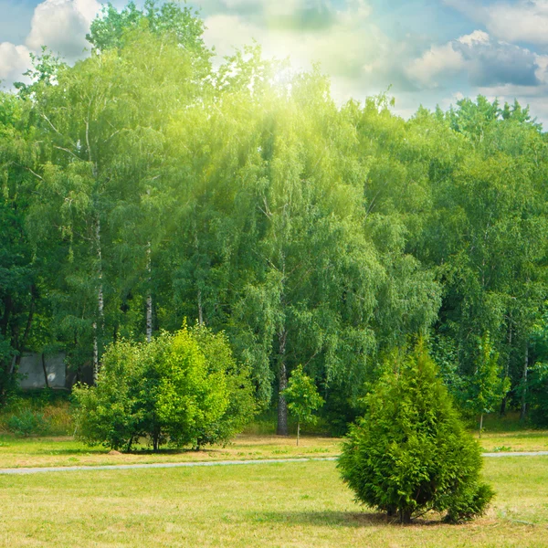 Зеленый парк с деревьями и травой — стоковое фото