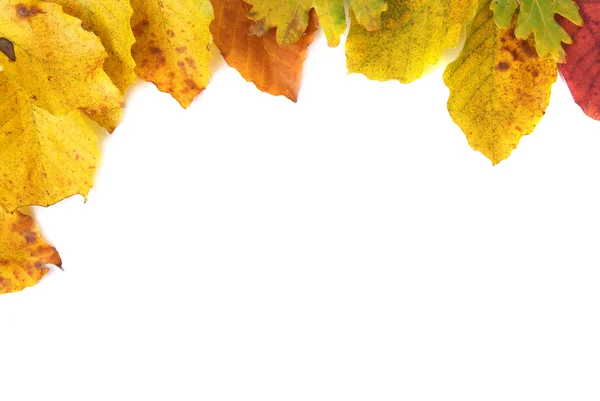 Autumn leaves isolated — Stock Photo, Image