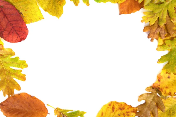 秋天的树叶从框架 — 图库照片