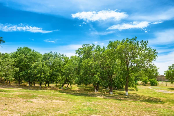 Grüner Park mit Bäumen und blauem Himmel — Stockfoto