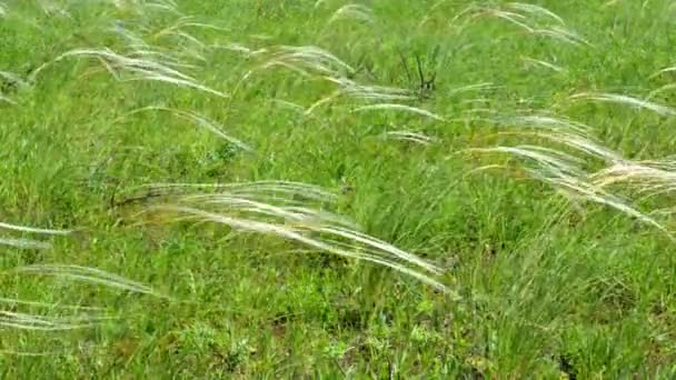 Champ d'herbe de plumes 
