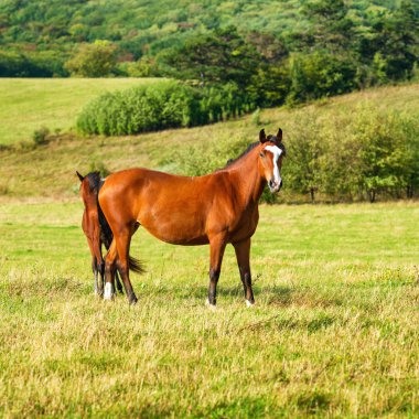İki karanlık defne at