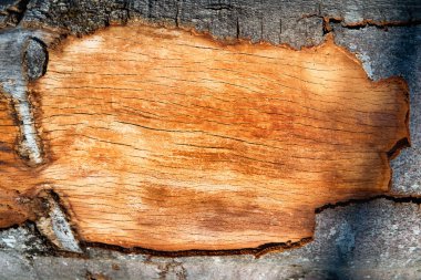 Çerçeve olarak ahşap meşe plank