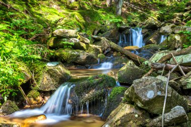 Yeşil ormanda güzel bir şelale