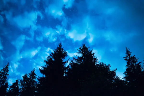 Forêt noire avec arbres — Photo