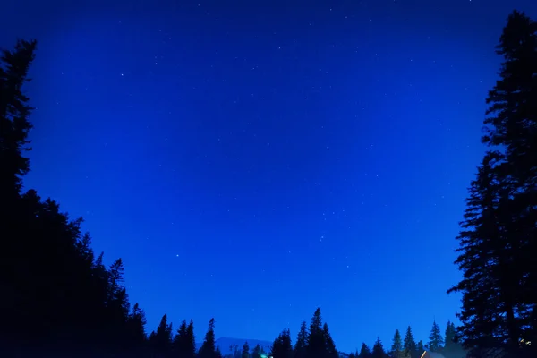 Bosque bajo cielo azul nocturno — Foto de Stock