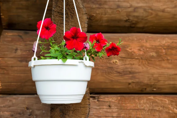 Червоні квіти петунія в білому горщику — стокове фото
