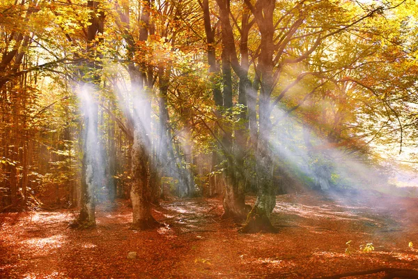 Fall in forest and sunrays through fog — Stock Photo, Image