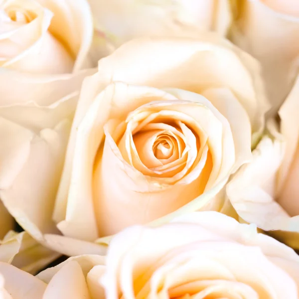 Fresh orange roses — Stock Photo, Image