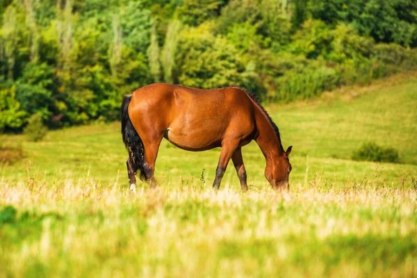 Mörka bay häst som betar på fältet — Stockfoto