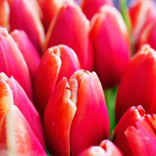 Verse kleurrijke tulpen — Stockfoto