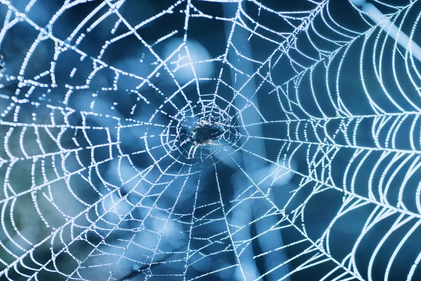 Spider web with shiny blue drops — Stock Photo, Image