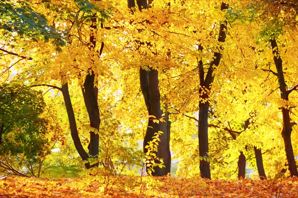 Hösten skogen eller park — Stockfoto