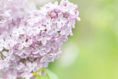 Mor leylak çiçekleri makro fon, çiçek arkaplan